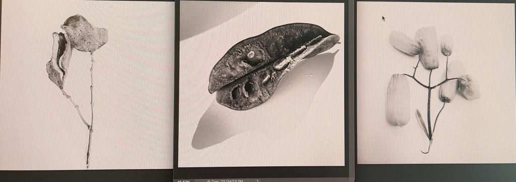 Résistances Végétales par Ana Bloom - Studio Matongé