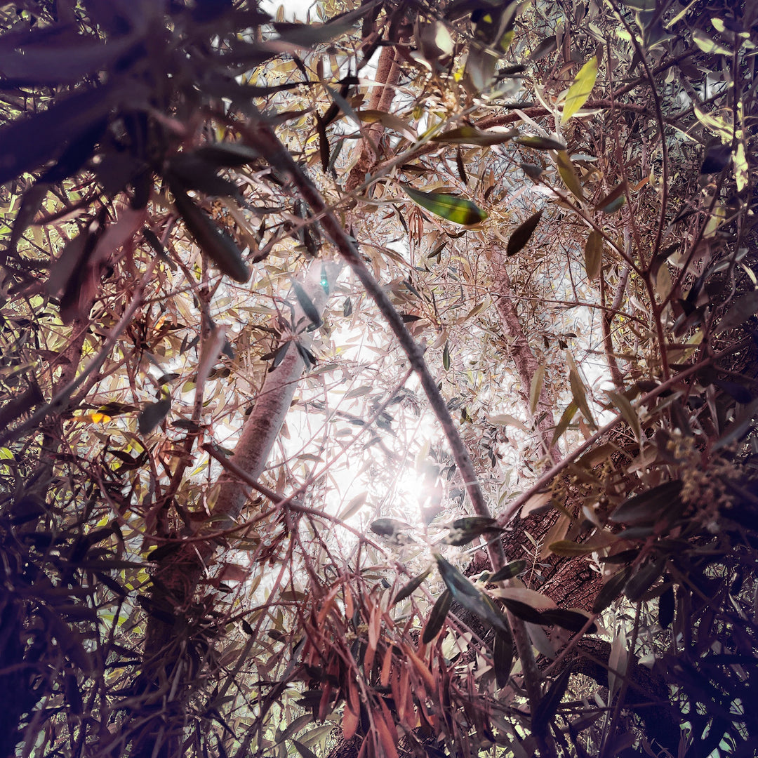 Résistances Végétales - Ana Bloom - Tirage Couleur - Edition limitée signée 10x10cm - Studio Matongé