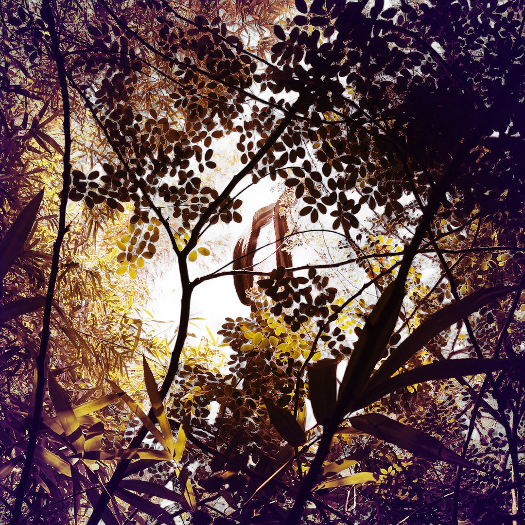 Résistances Végétales - Ana Bloom - Tirage Couleur - Edition limitée signée 10x10cm - Studio Matongé