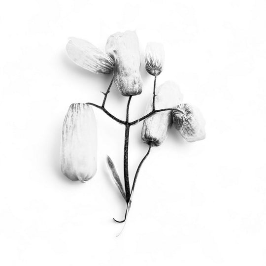 Ana Bloom - Résistances Végétales - Bijoux de famille - Tirage Piezo au Charbon sur papier fine art 350 gr, en format 10x10 cm. Edition signée de l'artiste et encadrée de 100 exemplaires+2 Épreuves d’artistes.  