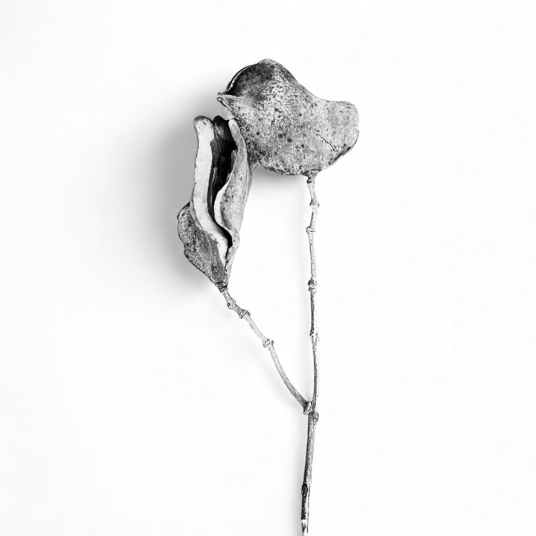 Ana Bloom - Résistances Végétales - Lips on the moon - Tirage Piezo au Charbon sur papier fine art 350 gr, en format 10x10 cm. Edition signée de l'artiste et encadrée de 100 exemplaires+2 Épreuves d’artistes.  