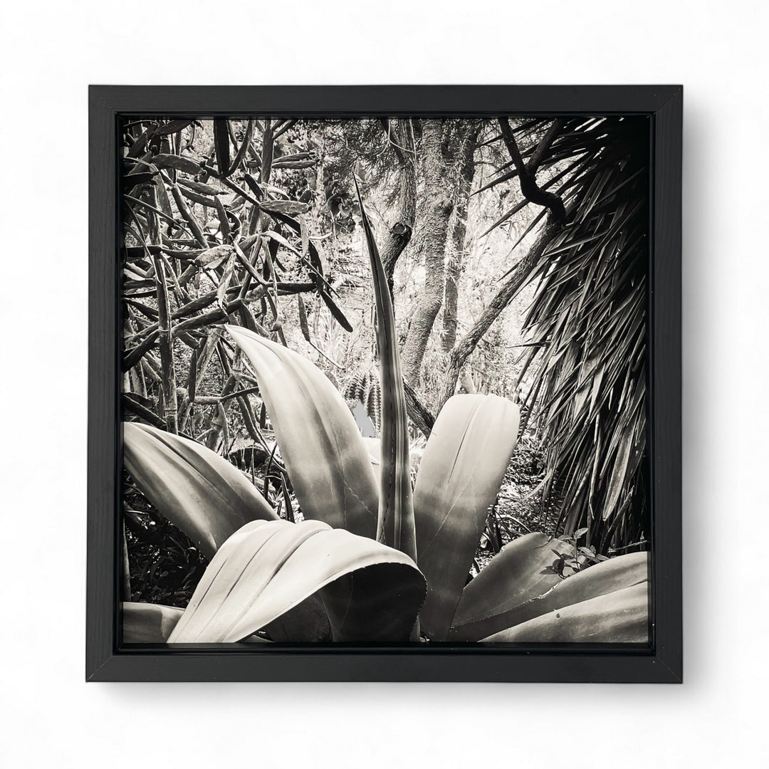 Tirage Banana shaped issu de la série Résistances Végétales par Ana Bloom, photographe plasticienne. Série limitée de 50 (+2EA) en exclusivité pour Studio Matongé. Edition numérotée, signée et encadrée. 