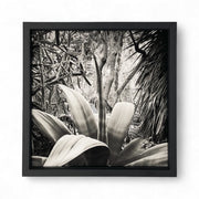 Tirage Banana shaped issu de la série Résistances Végétales par Ana Bloom, photographe plasticienne. Série limitée de 50 (+2EA) en exclusivité pour Studio Matongé. Edition numérotée, signée et encadrée. 