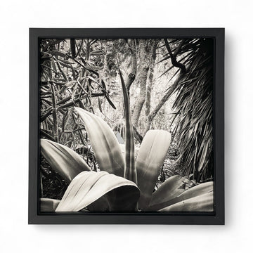ANA BLOOM "Résistances Végétales" 20×20 cm N&B