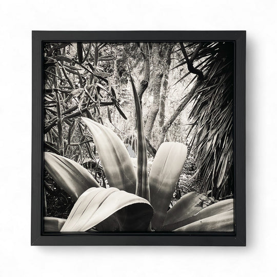 Tirage Banana shaped issu de la série Résistances Végétales par Ana Bloom, photographe plasticienne. Série limitée de 50 (+2EA) en exclusivité pour Studio Matongé. Edition numérotée, signée et encadrée. 