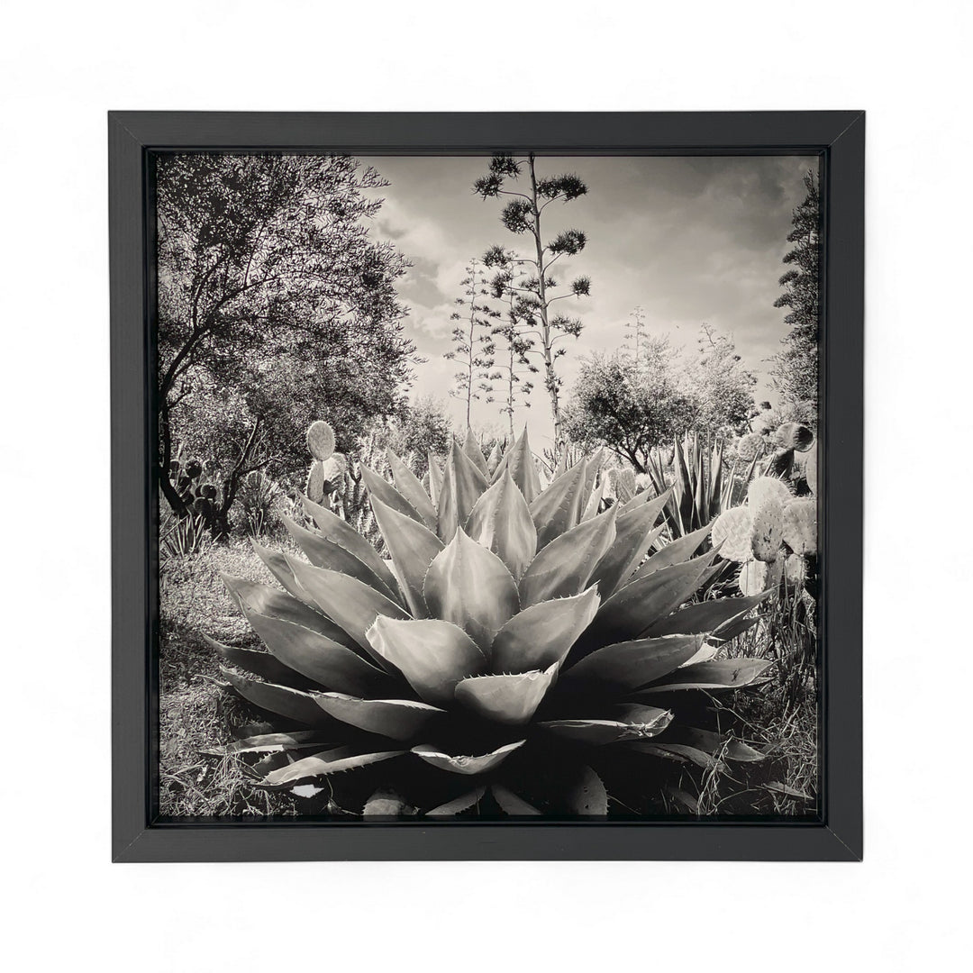 Tirage Floraison issu de la série Résistances Végétales par Ana Bloom, photographe plasticienne. Série limitée de 50 (+2EA) en exclusivité pour Studio Matongé. Edition numérotée, signée et encadrée. 