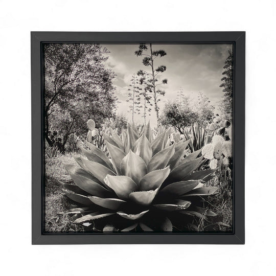 Tirage Floraison issu de la série Résistances Végétales par Ana Bloom, photographe plasticienne. Série limitée de 50 (+2EA) en exclusivité pour Studio Matongé. Edition numérotée, signée et encadrée. 