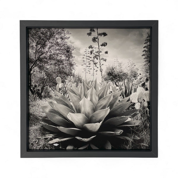 Tirage Floraison issu de la série Résistances Végétales par Ana Bloom, photographe plasticienne. Série limitée de 50 (+2EA) en exclusivité pour Studio Matongé. Edition numérotée, signée et encadrée. 