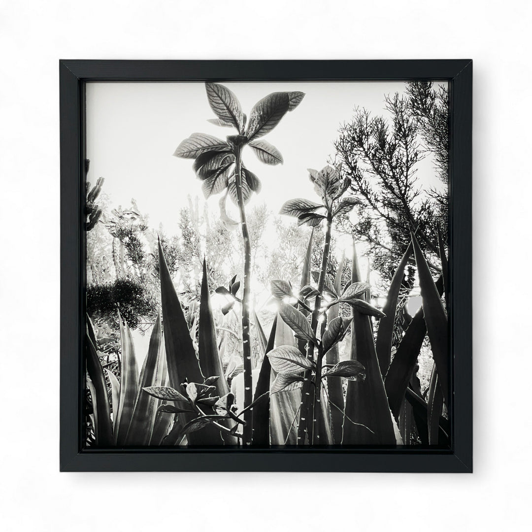 "Touching the Sky" - série "Résistances végétales" par Ana Bloom. Photographie digitale Noir et Blanc. Taille 20cmX20 cm Technique de tirages Piezo au Charbon sur papier fine art 300 gr. Edition 50 +2 Épreuves d’Artistes. Les tirages sont livrés numérotés, signés et encadrés. 