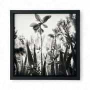 "Touching the Sky" - série "Résistances végétales" par Ana Bloom. Photographie digitale Noir et Blanc. Taille 20cmX20 cm Technique de tirages Piezo au Charbon sur papier fine art 300 gr. Edition 50 +2 Épreuves d’Artistes. Les tirages sont livrés numérotés, signés et encadrés. 