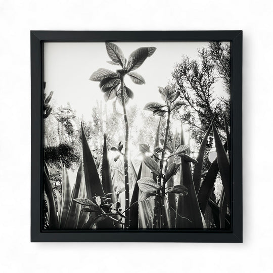 "Touching the Sky" - série "Résistances végétales" par Ana Bloom. Photographie digitale Noir et Blanc. Taille 20cmX20 cm Technique de tirages Piezo au Charbon sur papier fine art 300 gr. Edition 50 +2 Épreuves d’Artistes. Les tirages sont livrés numérotés, signés et encadrés. 