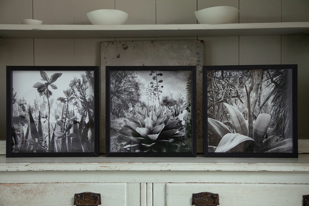 Triptique des Résistances Végétales d'Ana Bloom pour Studio Matongé. Touching the sky, Floraison et Banana shaped. Série limitée de 50 (+2EA), tirage Piezzo au charbon en 20 cm x 20 cm, en exclusivité pour Studio Matongé. Edition numérotée, signée et encadrée. 