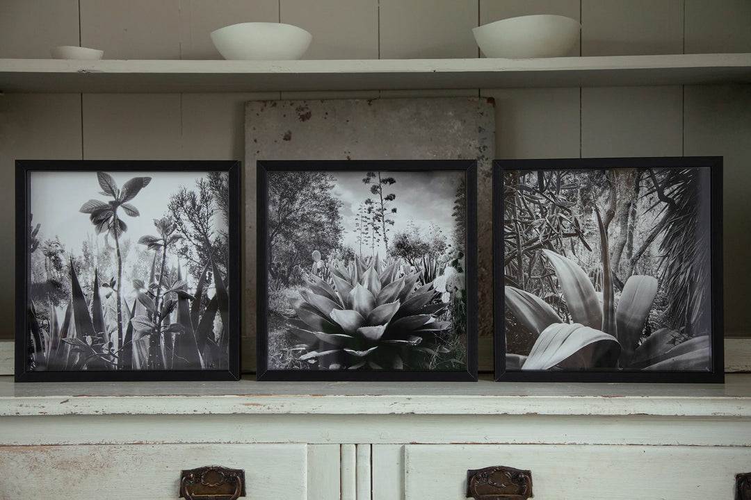 Triptique des Résistances Végétales d'Ana Bloom pour Studio Matongé. Touching the sky, Floraison et Banana shaped. Série limitée de 50 (+2EA), tirage Piezzo au charbon en 20 cm x 20 cm, en exclusivité pour Studio Matongé. Edition numérotée, signée et encadrée. 