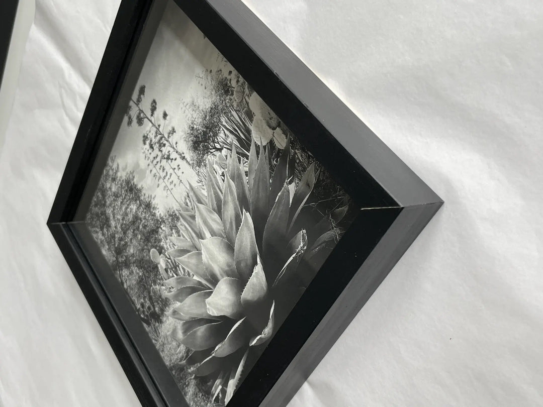 Prêt à rejoindre votre collection, le tirage Floraison issu de la série Résistances Végétales par Ana Bloom, photographe plasticienne. Série limitée de 50 (+2EA) en exclusivité pour Studio Matongé. Edition numérotée, signée et encadrée. 
Dimension tirage 20x20 cm