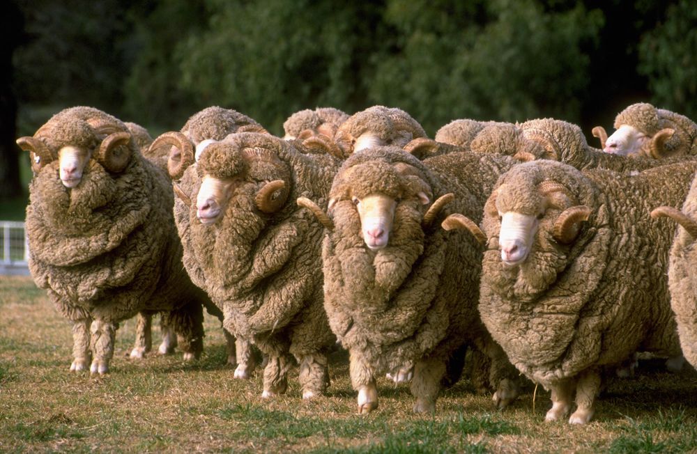 belier laine mérinos